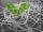 Gumis damil 1,0mm 90m #3168